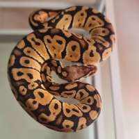 Pastel female