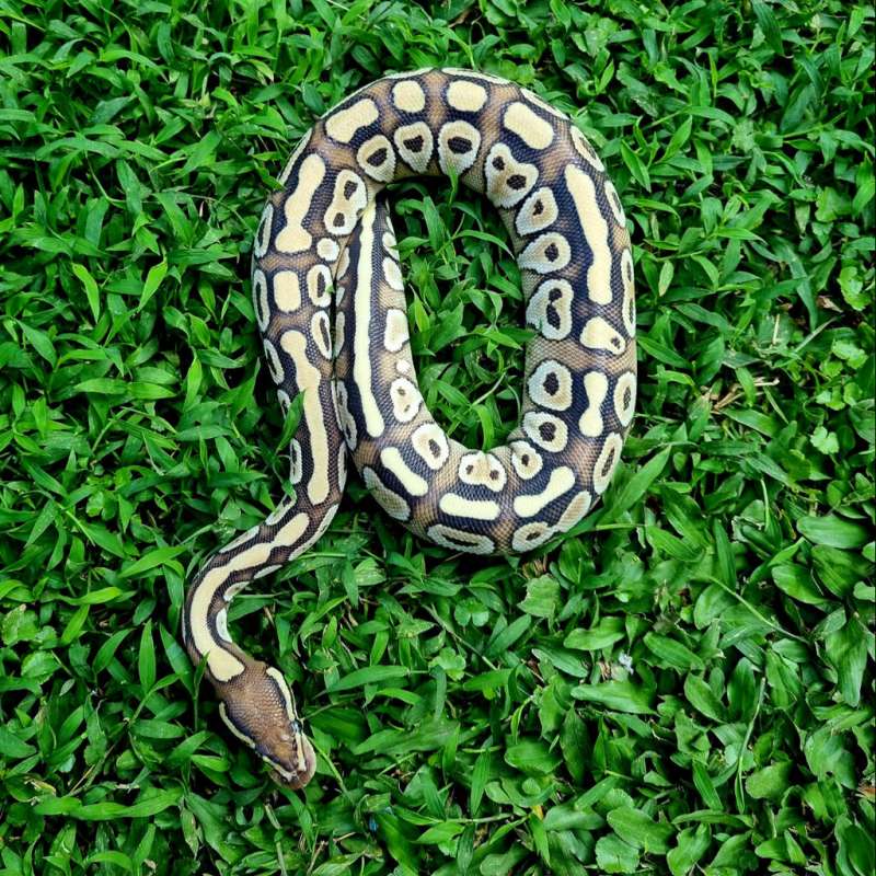 Ballpython female lesser