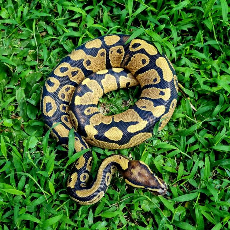 Ballpython fire yellow belly het DG