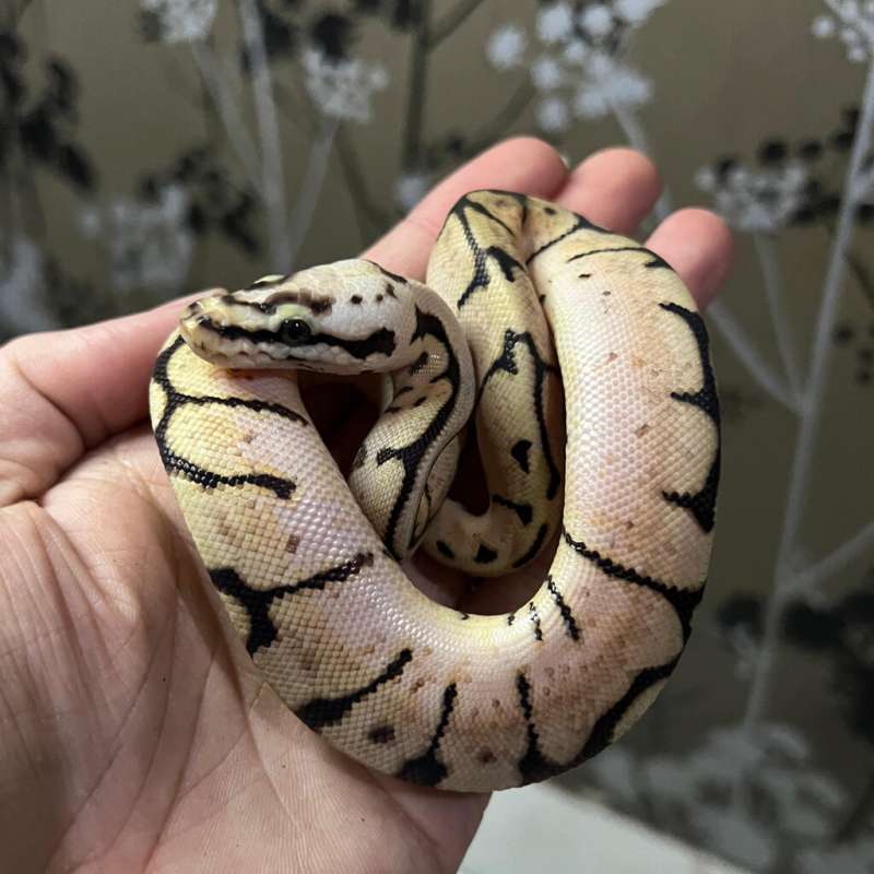 Ball Pyhon Male Pastel Spider het ultramale ph hypo