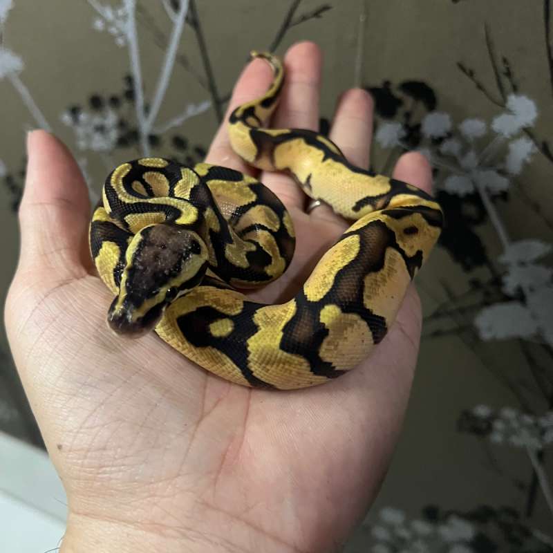 Ball Python Male Pastel Enchi Het Ultramel Ph Hypo