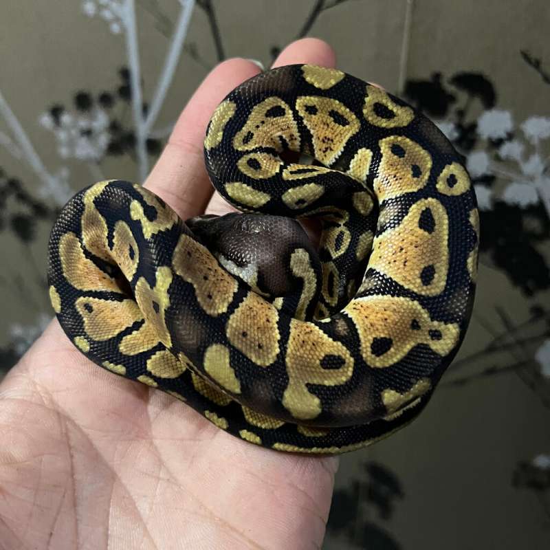 Ball Python Male Pastel Het Ultramel ph Hypo