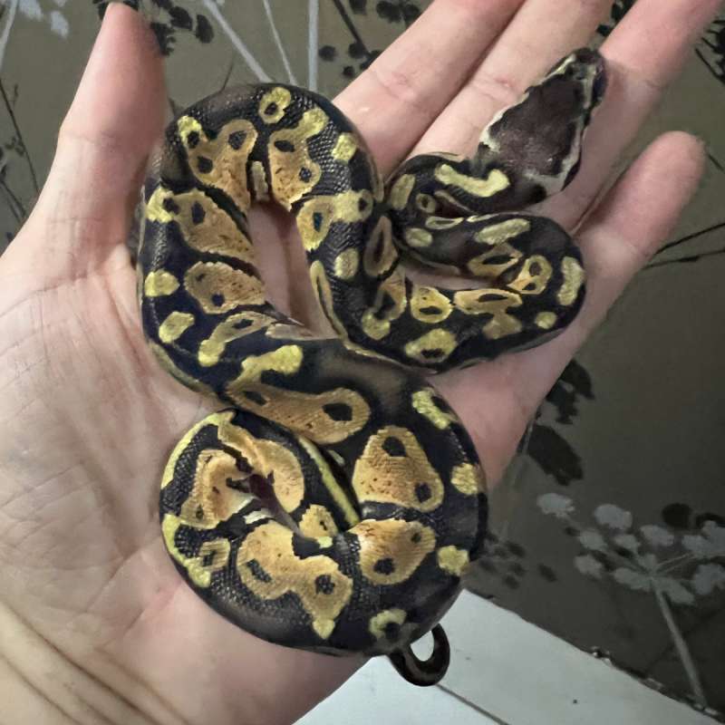 Ball Pyhon Female Pastel Het Ultramel Ph Hypo