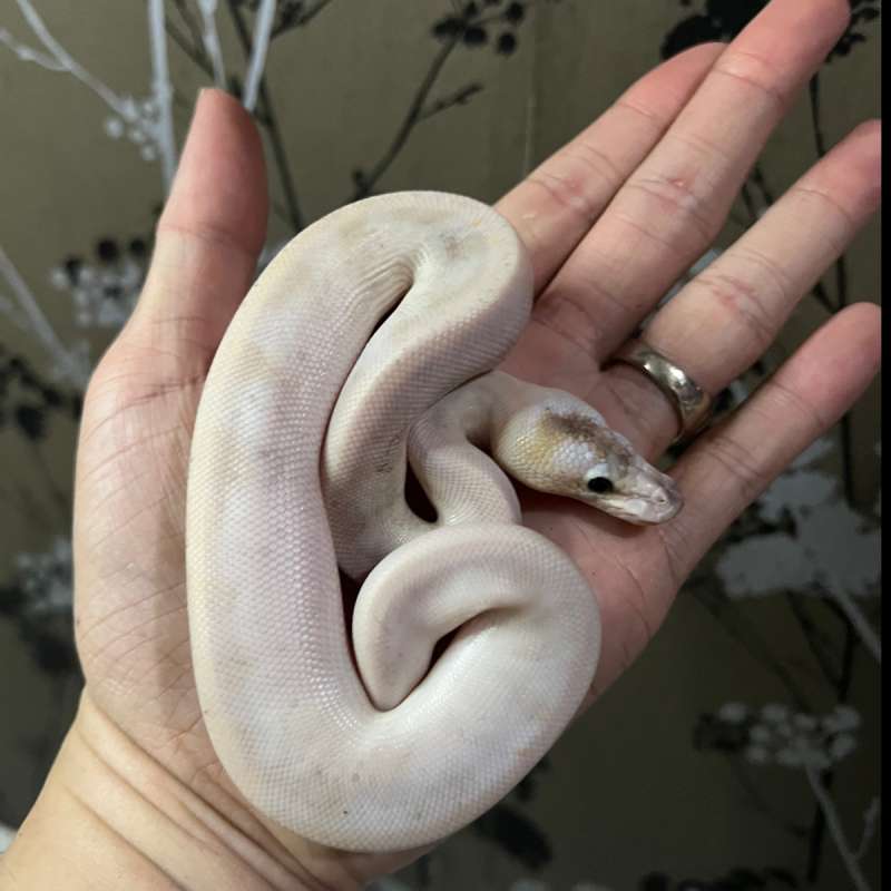 Ball Python Super Pastel Champagne Het Ultramel Ph Hypo