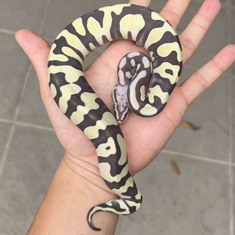 ball python scaleless female / ball phyton scaleless female