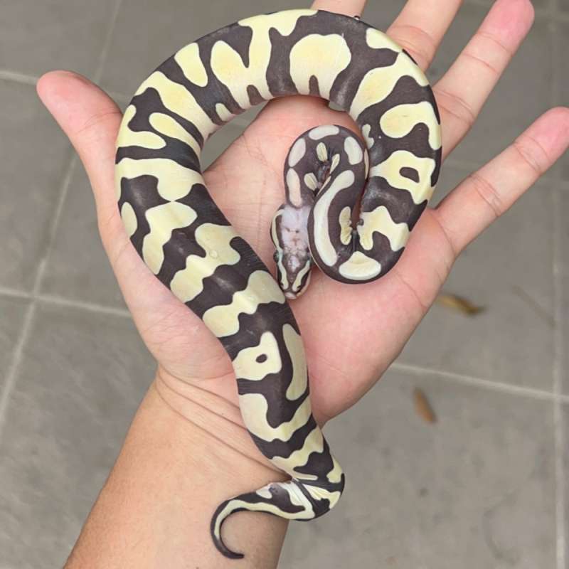 ball python scaleless female / ball phyton scaleless female