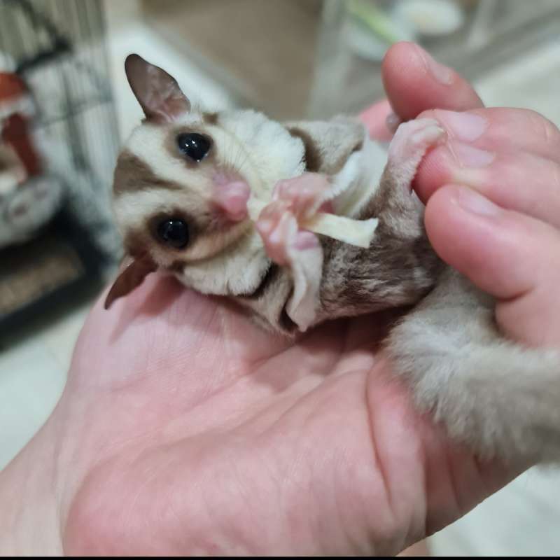 Sugar glider Joey carmino / caramel