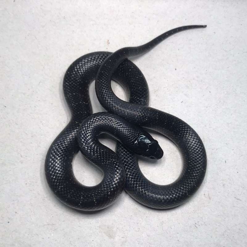 MBK (Mexican Black Kingsnake)