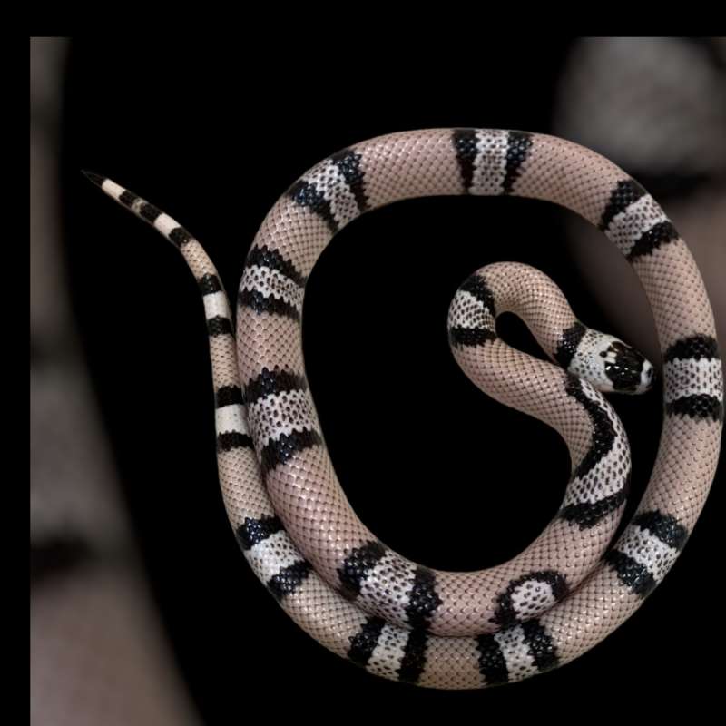 anery honduran milksnake