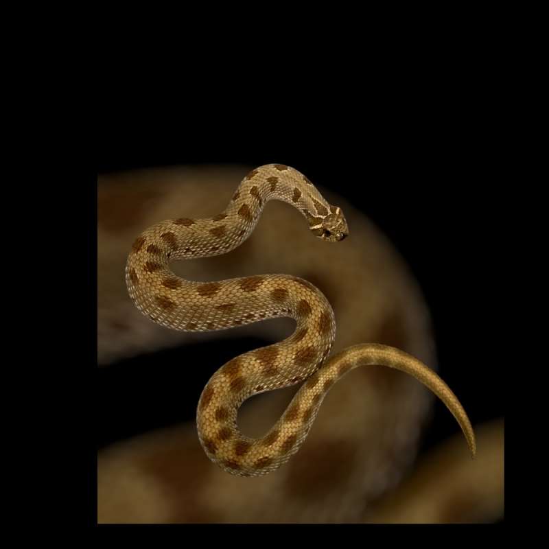 Hognose Conda Het Snow