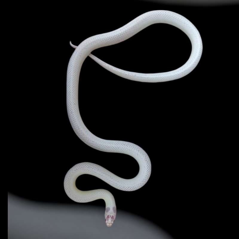 Highwhite Kingsnake