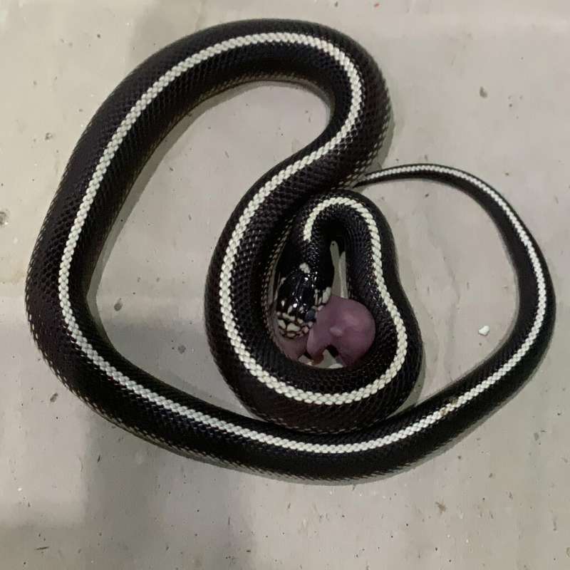 california stripe kingsnake