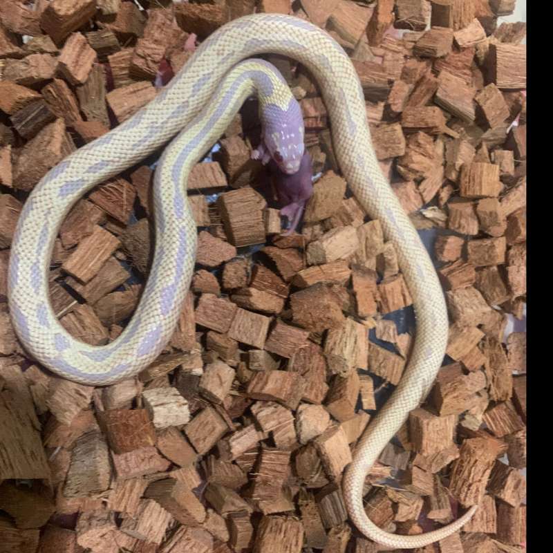 junglecorn albino