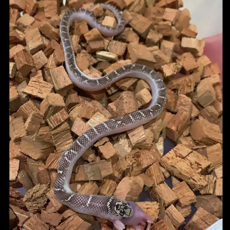 whitesided brooksi kingsnake