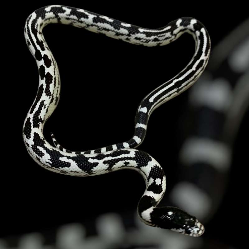 California Aberrant kingsnake