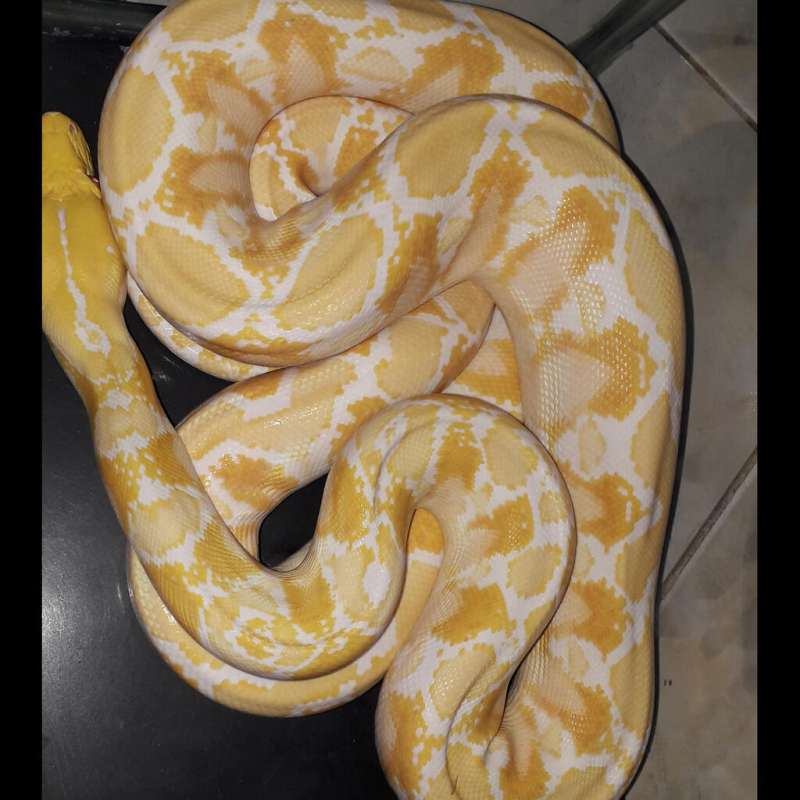 F White Pase albino