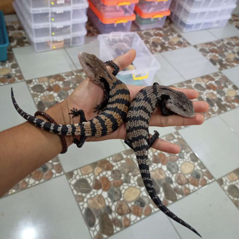 TILIQUA GIGAS HALMAHERA