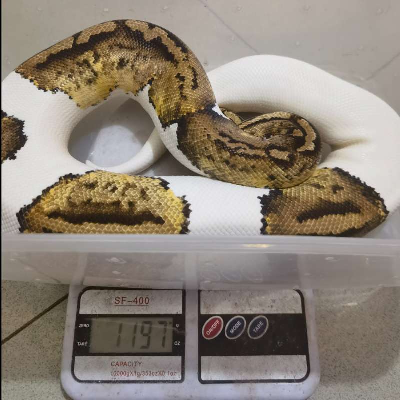 Pastel pied Female