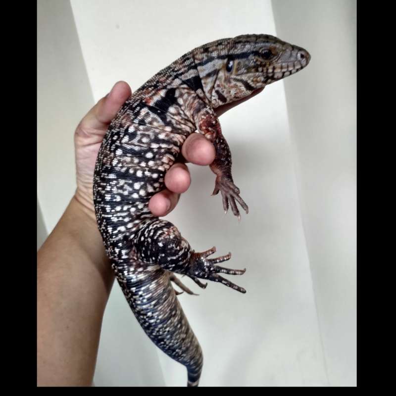 Tegu tribrid (blue x red x chaco) label dr seller sebelumnya