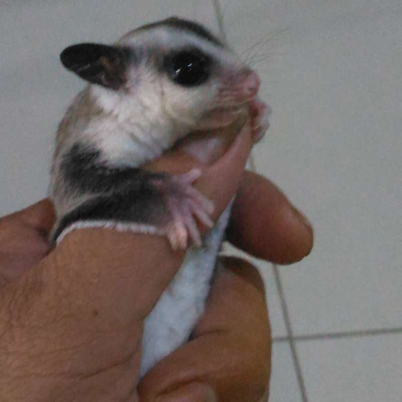 Sugar glider