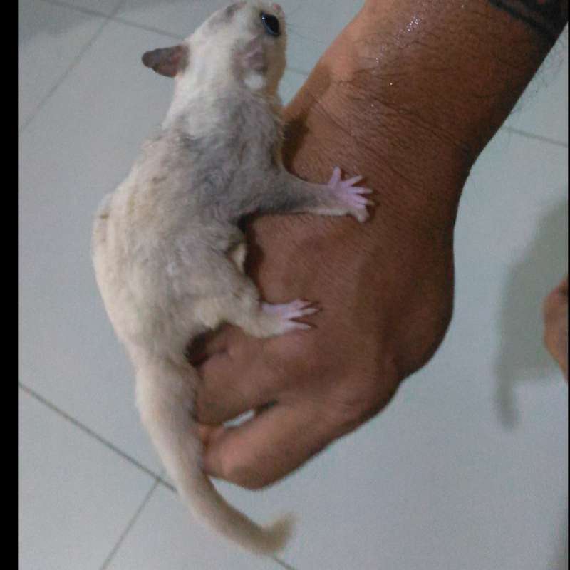 Sugar Glider Platinum Mosaic