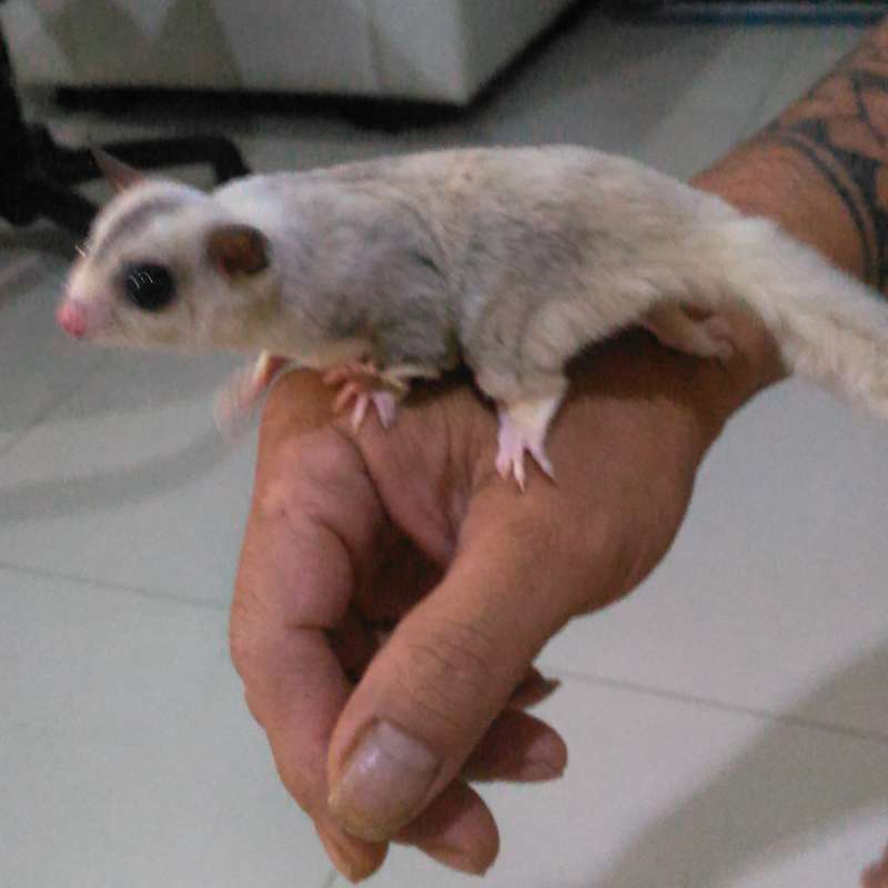 Sugar Glider Platinum Mosaic