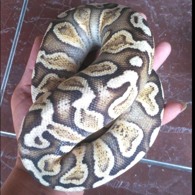 Ball Phyton Male Pastel Ghi Adult