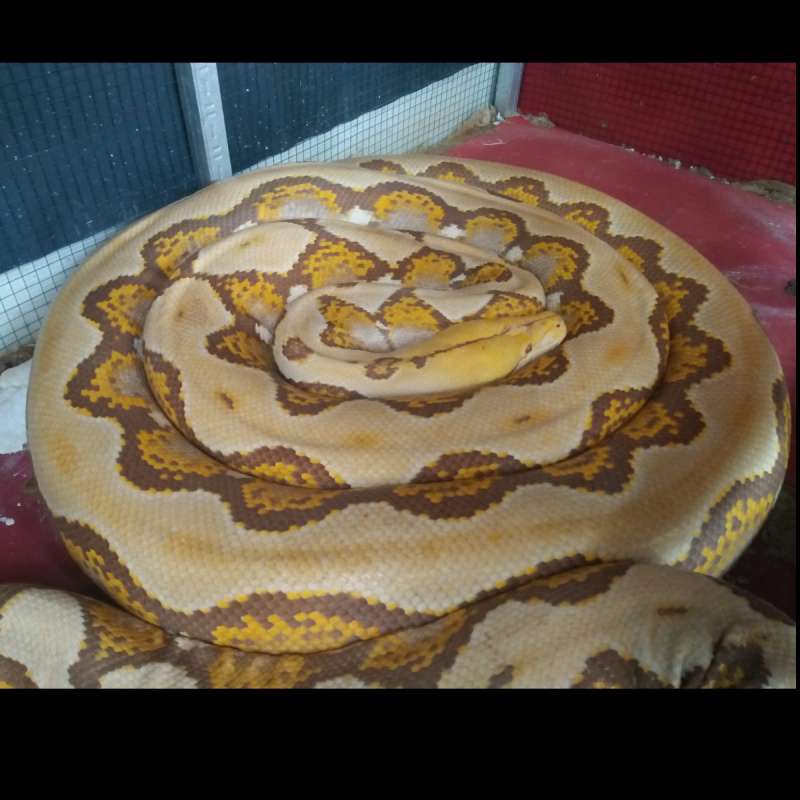 Reticulatus Orange Glow