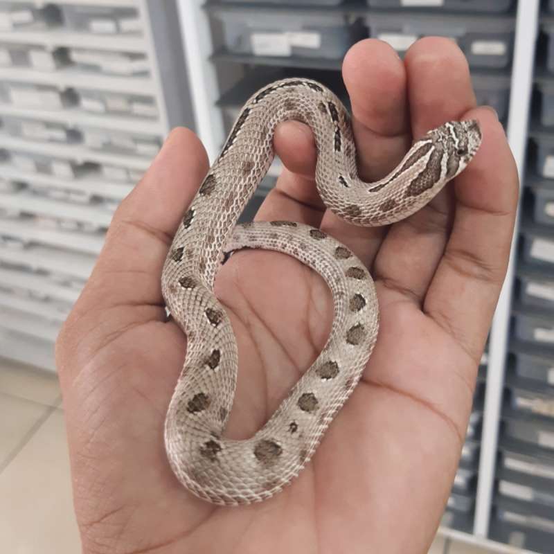 Artic conda Male hognose