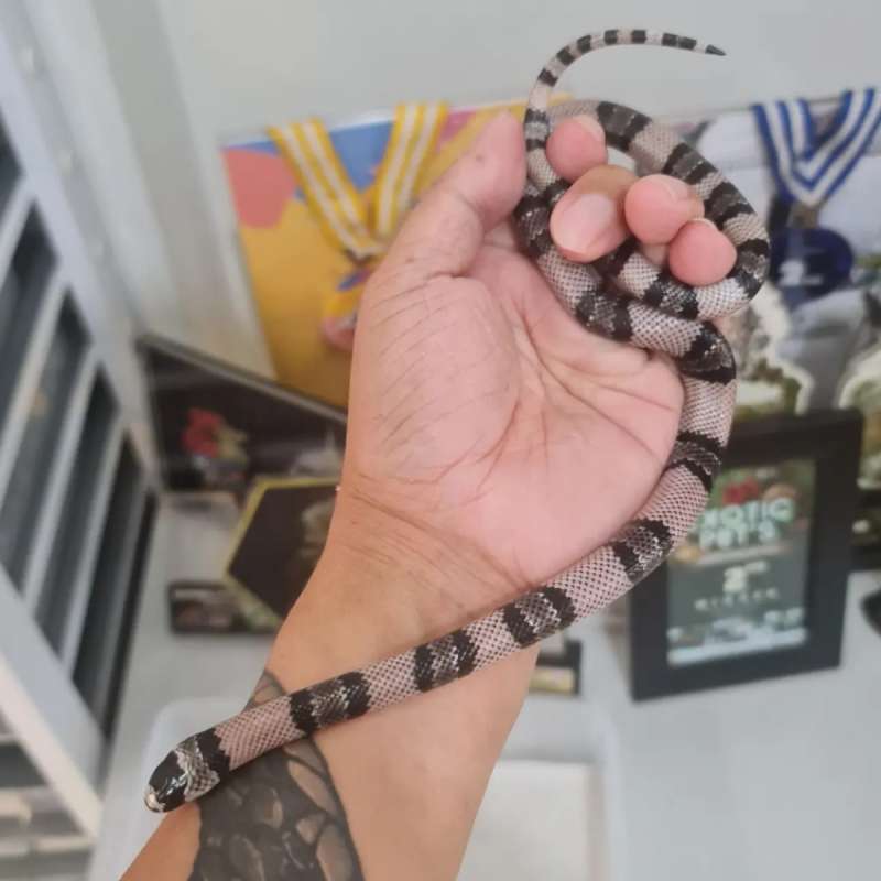 Anery honduran milksnake Female