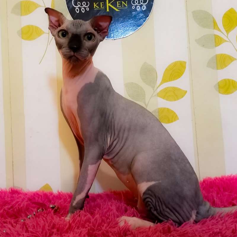 kucing sphynx levkoy