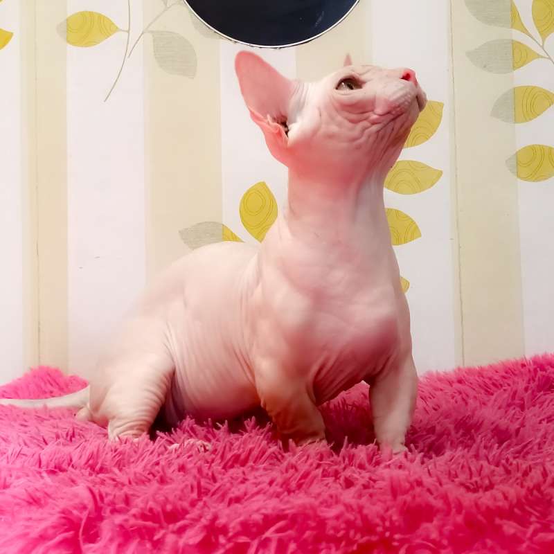 kucing bambino sphynx