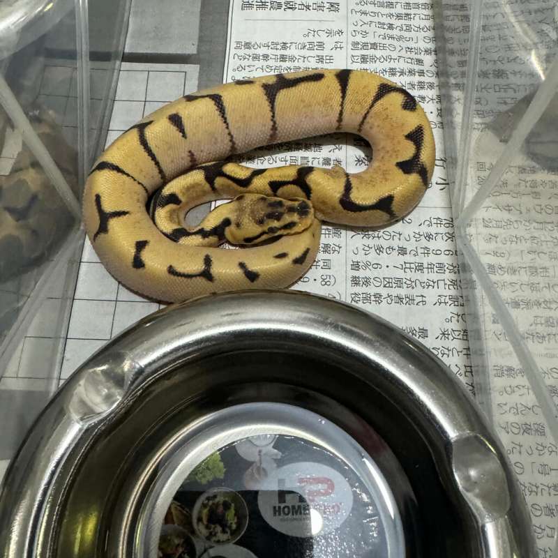 M Super Enchi Spider Leopard Yellowbelly