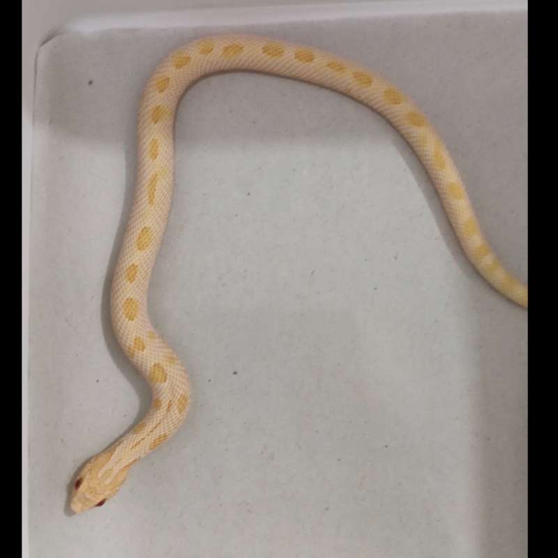 Albino toffe conda male