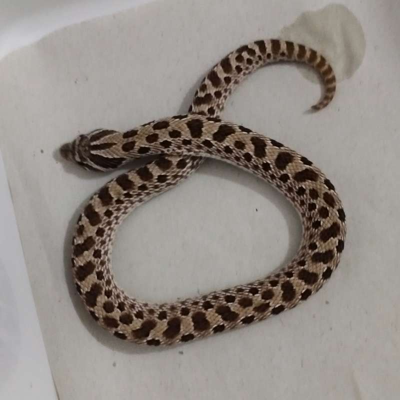 Hognose snake normal pair sepasang