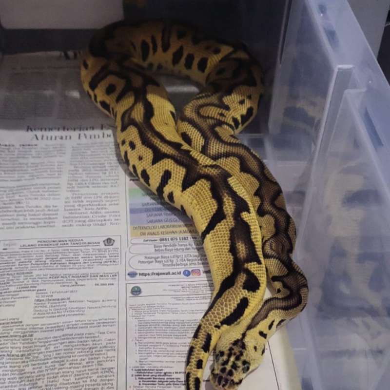 LEOPARD PASTEL CLOWN MALE