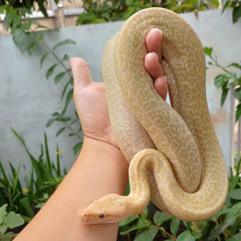 Hypo Burmese phyton