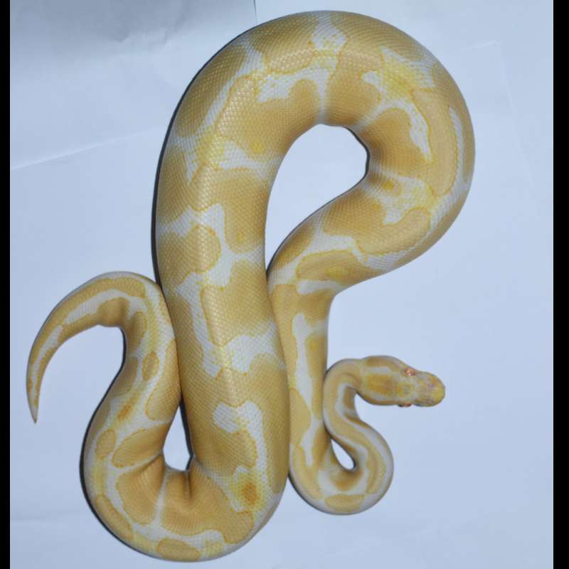 Albino Het Pied Proven