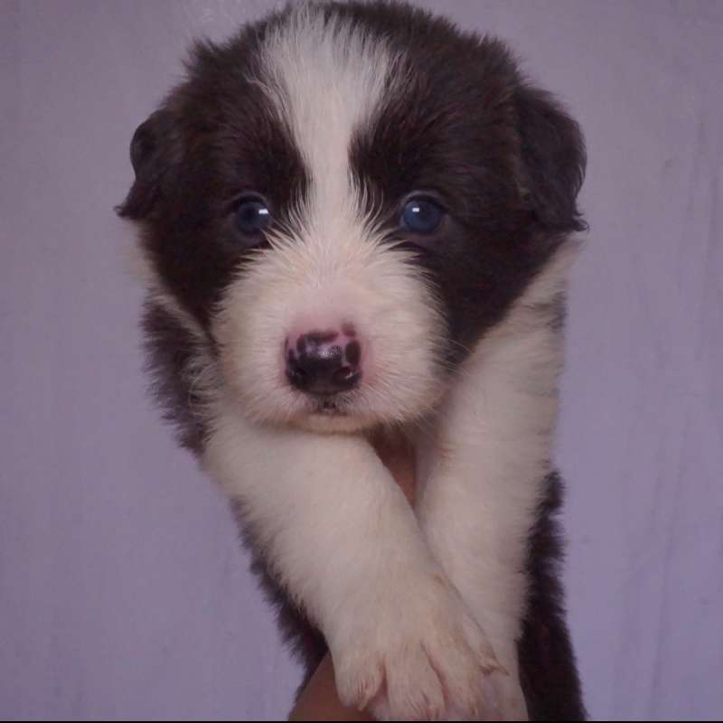 Border collie