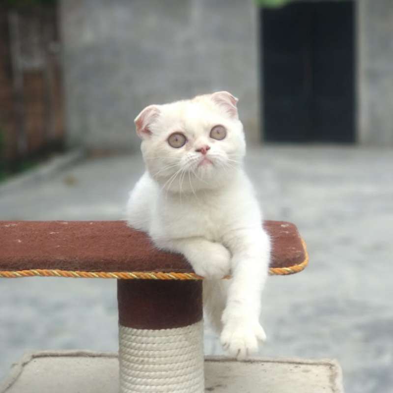 Kucing scottish fold betina  3 bulan an