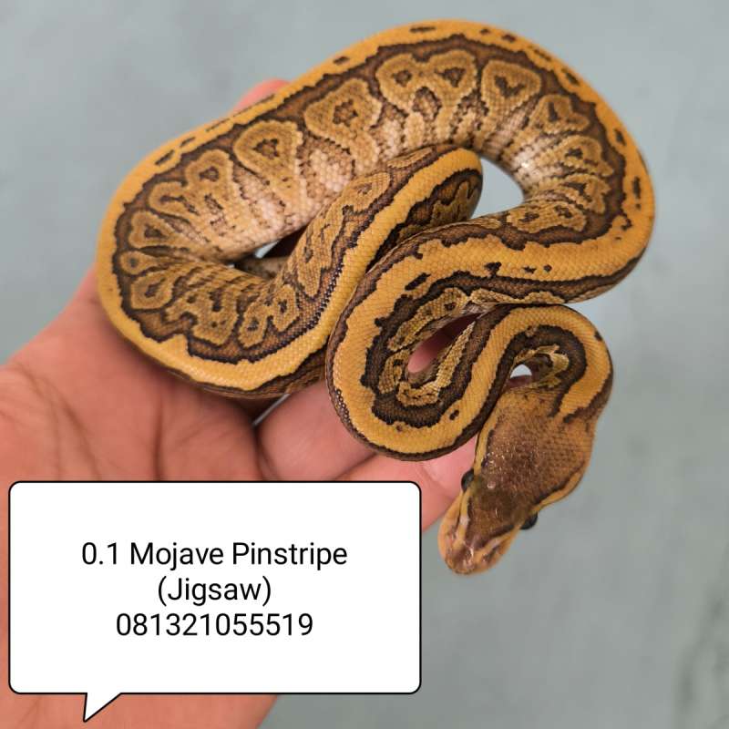 F-Jigsaw (Mojave Pinstripe)