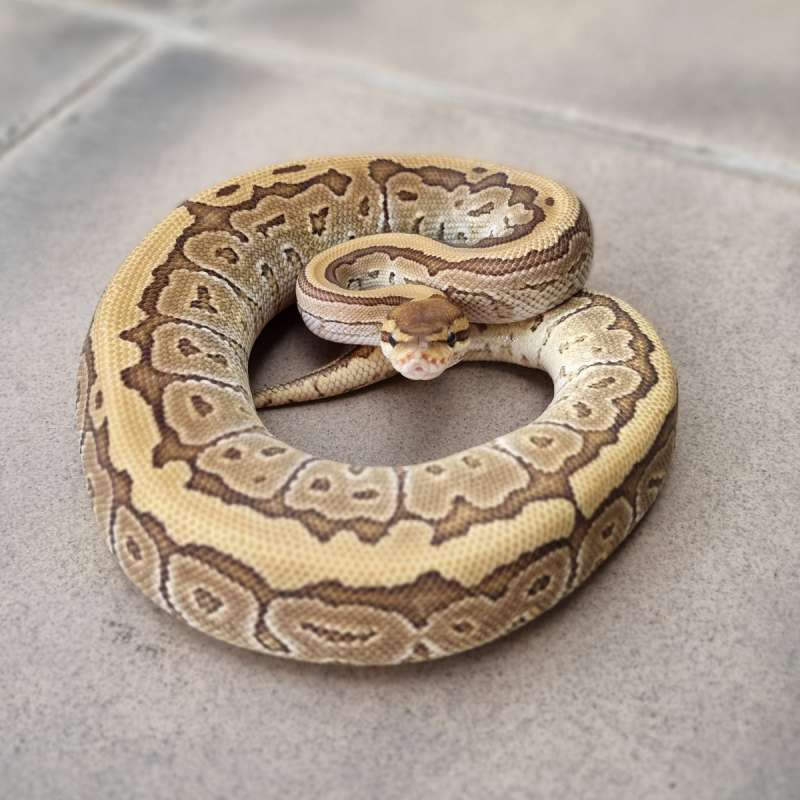 M. Jigzaw (pinstripe mojave)