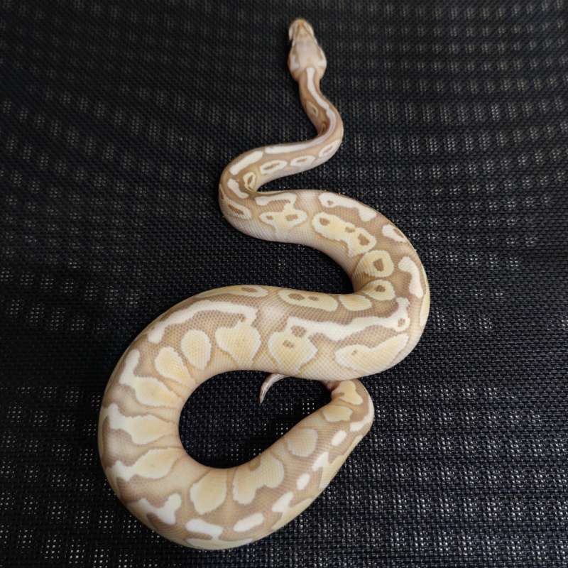 Banana Butter Pastel Female