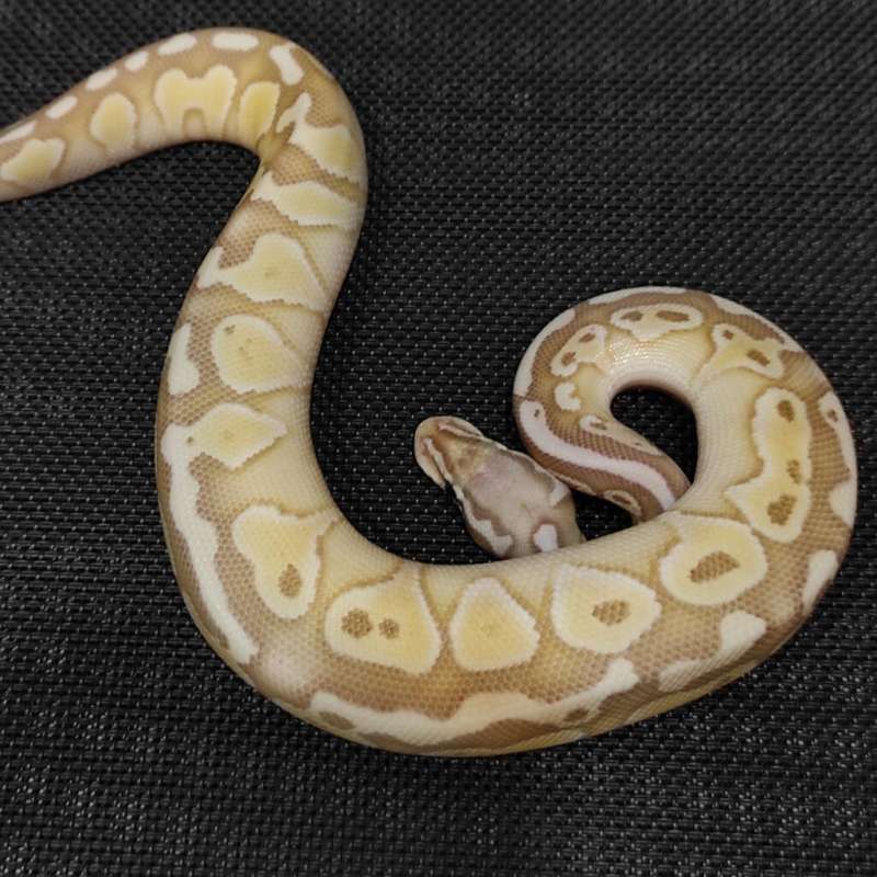 Banana Butter Male