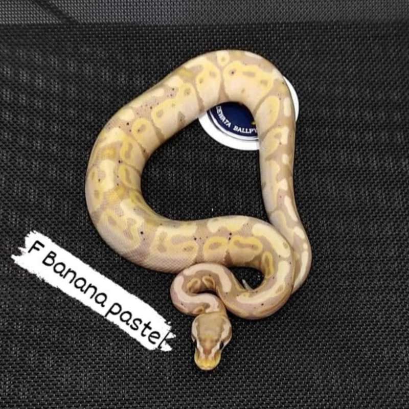 BANANA PASTEL