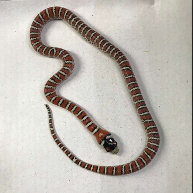 KNOBLOCHI KINGSNAKE