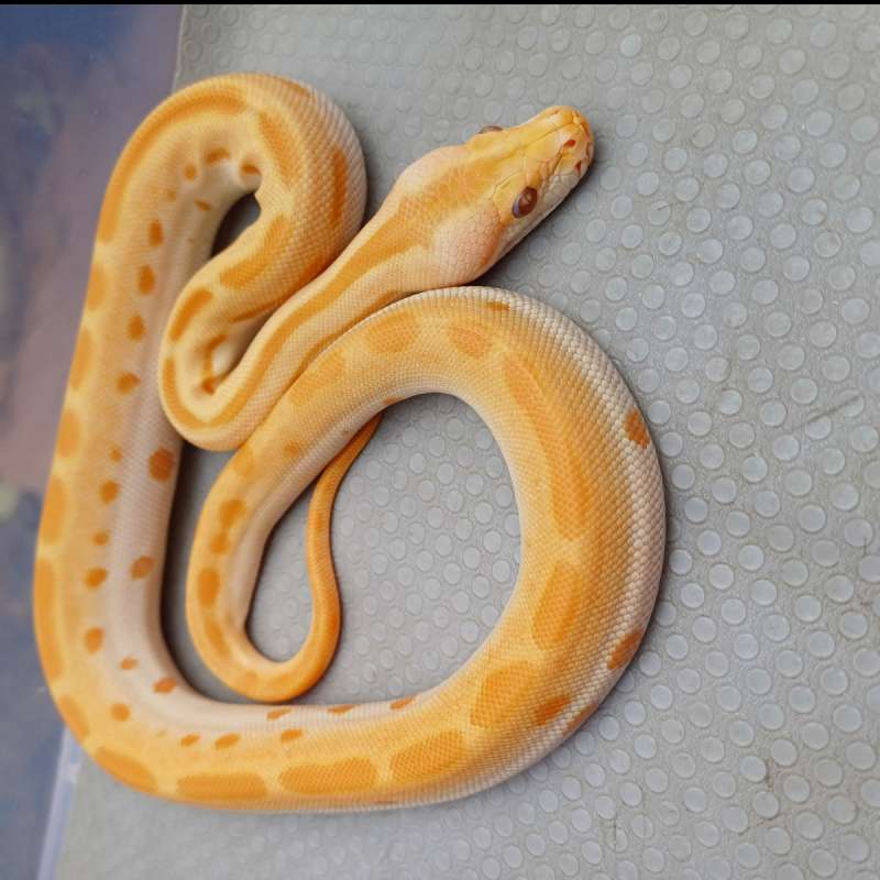 Green Burmese Albino