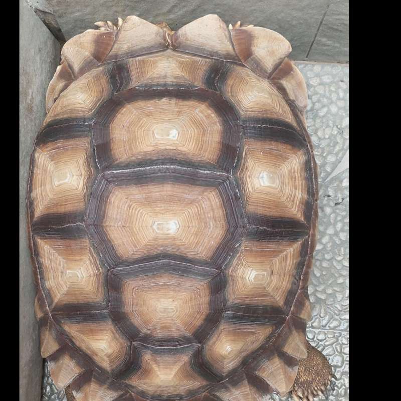 Sulcata