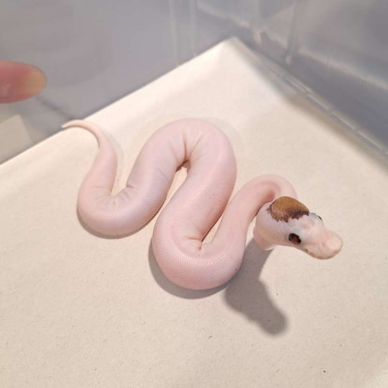 F Cinnamon Mojave OD YB Pied