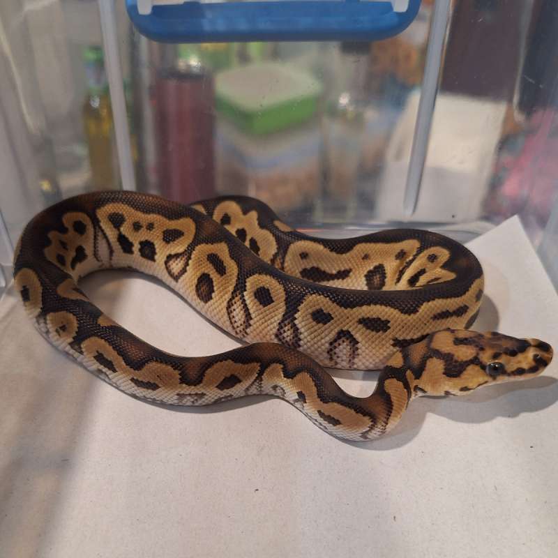 M Clown Het Lavender Pied